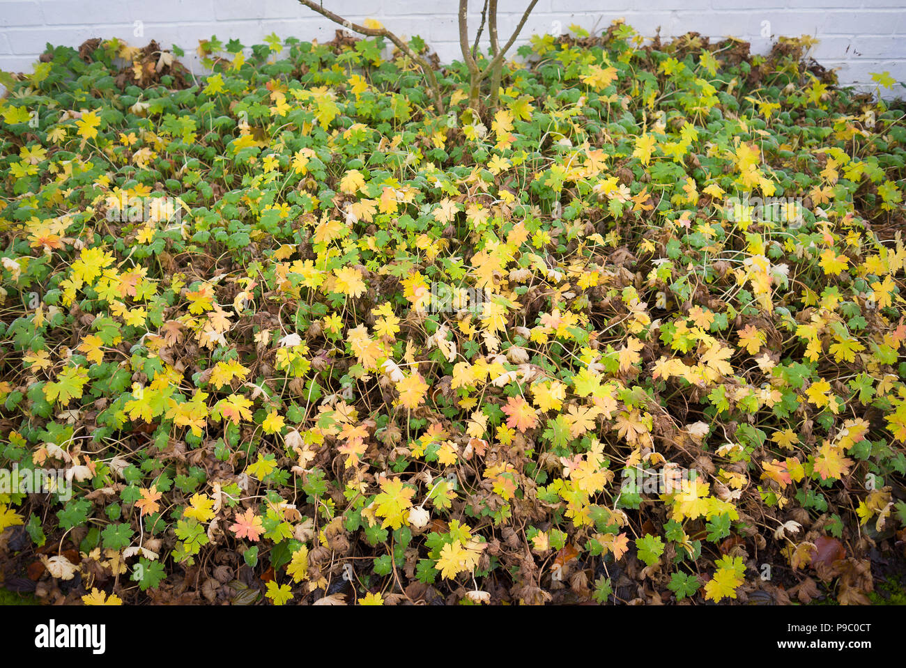 A bed of hardy geraniums in a mild winter in UK showing foliage in different stages of growth and decline Stock Photo