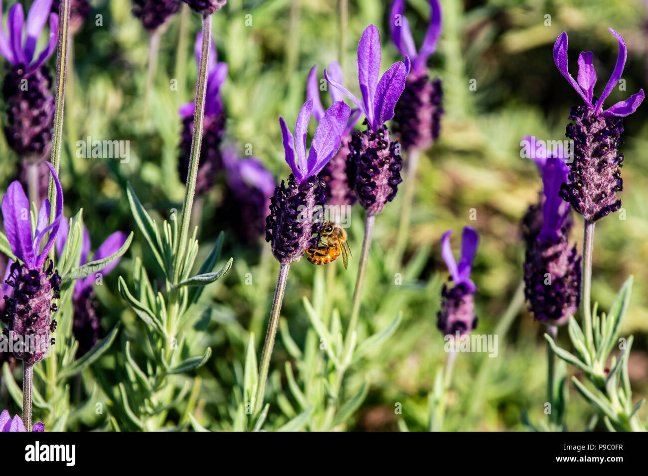 a honey bee visits budding rosemary flowers in a park in Yokohama Stock