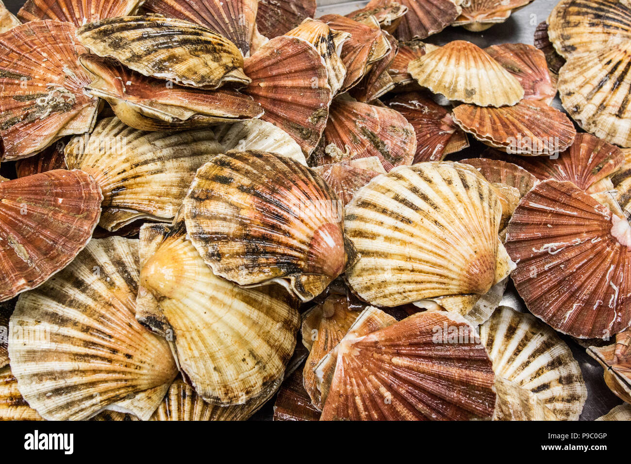 Live scallops hires stock photography and images Alamy