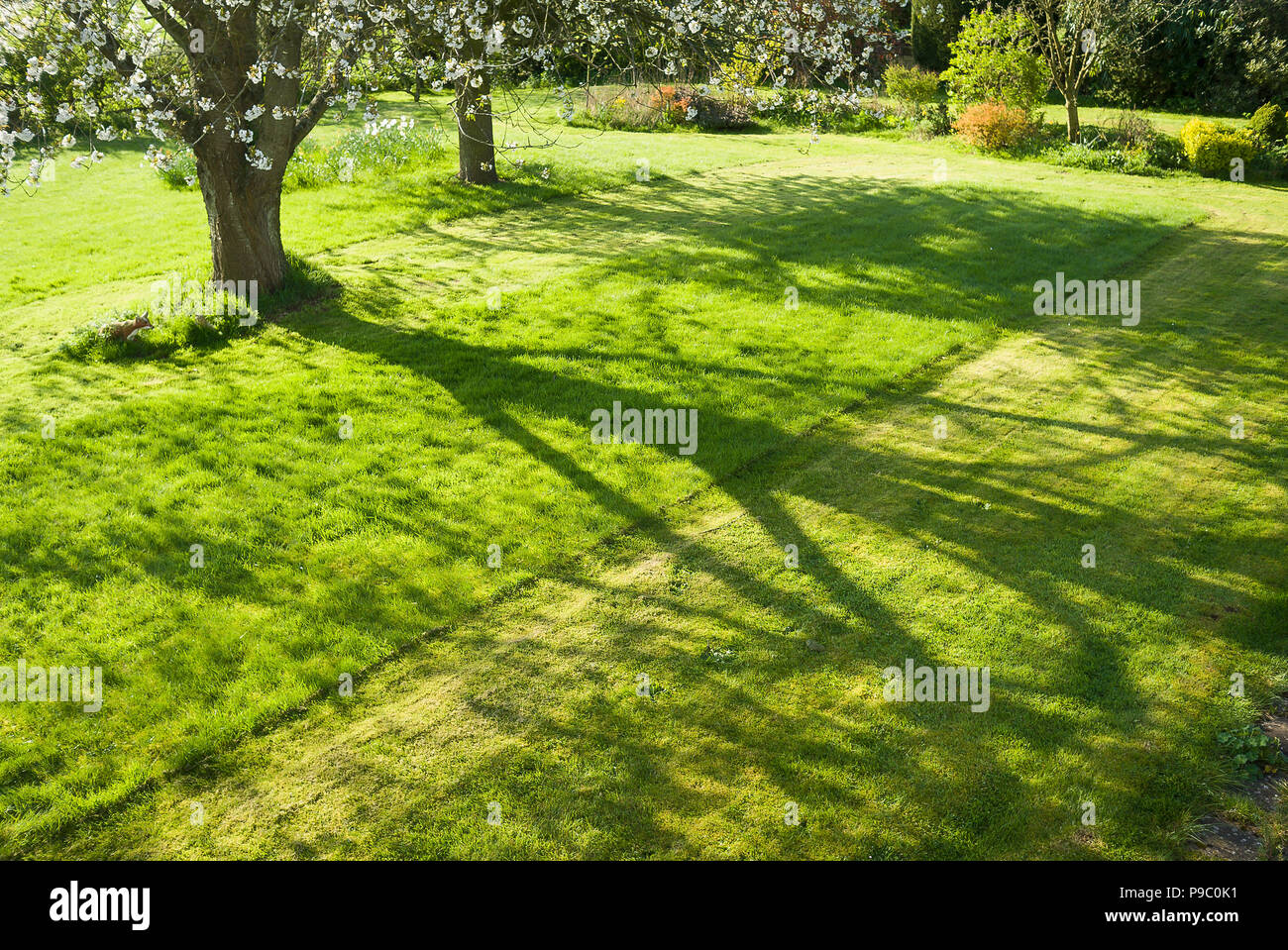 Shadows playing on a part-cut grass lawn in early Spring. First blossom on prunus avium tree in an English garden Stock Photo