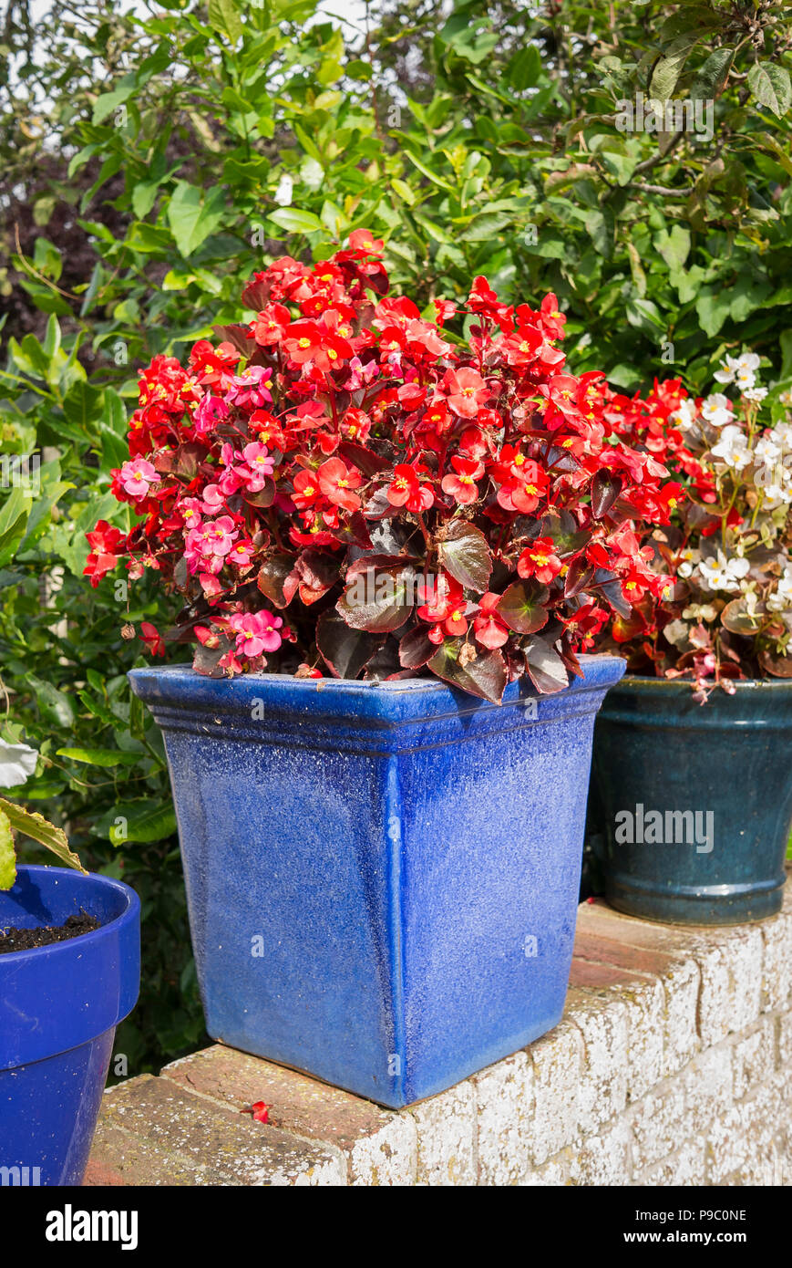 A collection of blue ceramic planters filled with pink and red begonias on a wall in a small town garden in UK Stock Photo