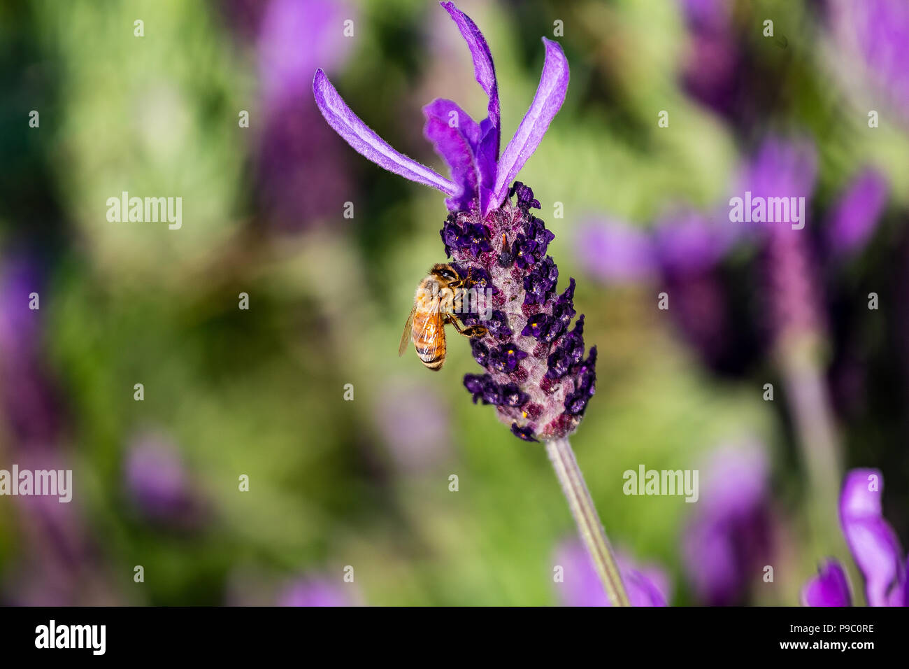 a honey bee visits budding rosemary flowers in a park in Yokohama Stock