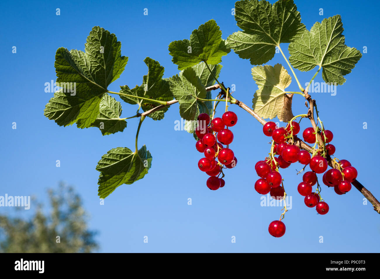 Ripe red currants Rovada against a blue sky in UK Stock Photo