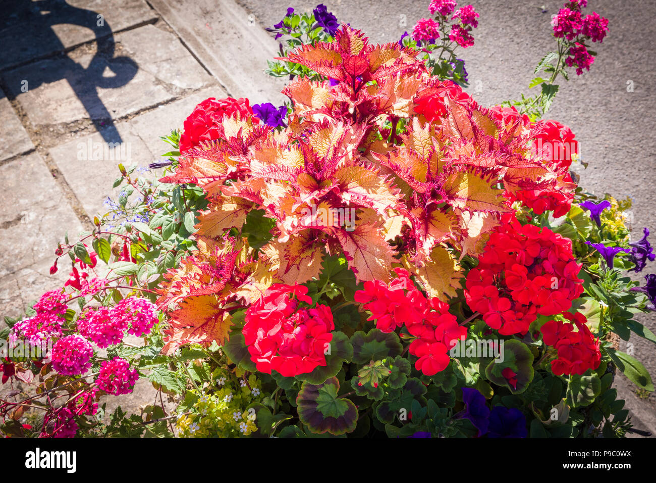 Urban floral display in Devizes Wiltgshire England UK in July including petunias verbena coleus and pelargoniums Stock Photo