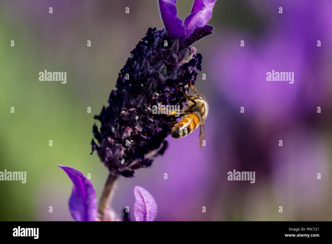 a honey bee visits budding rosemary flowers in a park in Yokohama Stock