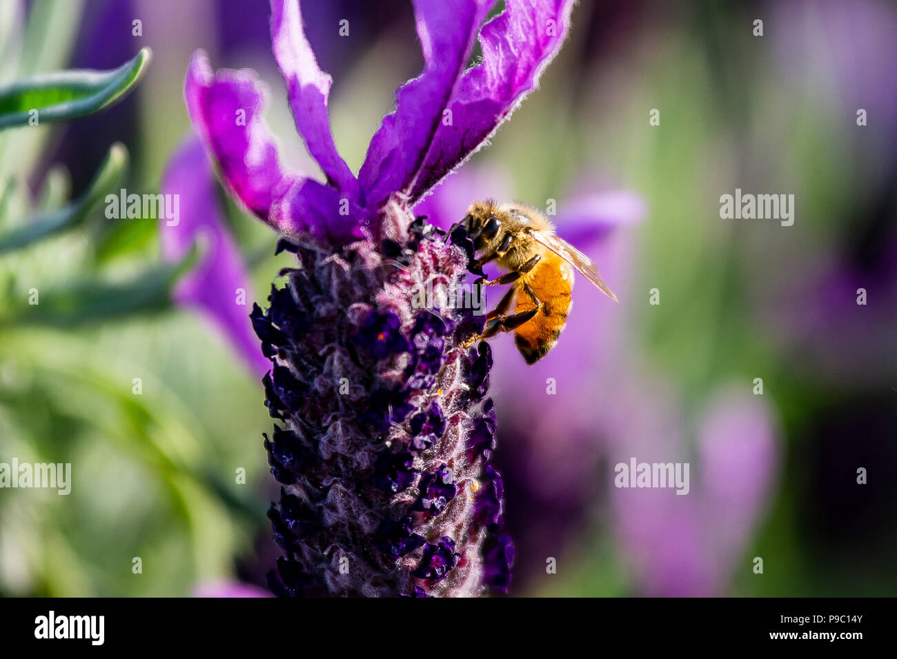 a honey bee visits budding rosemary flowers in a park in Yokohama Stock