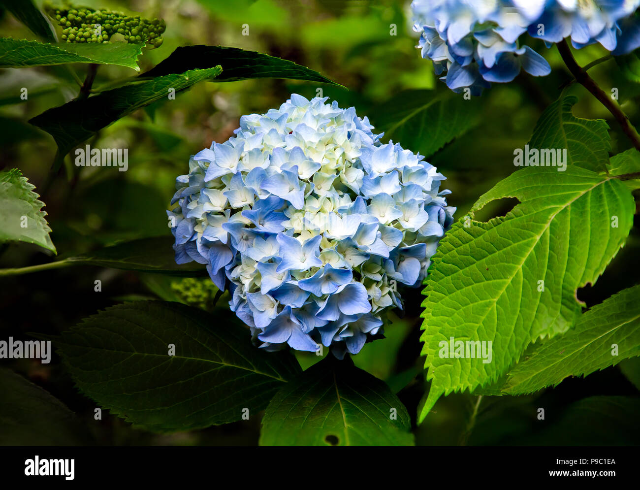 Blue hydrangeas in bloom in a park in Yamato, Japan Stock Photo Alamy