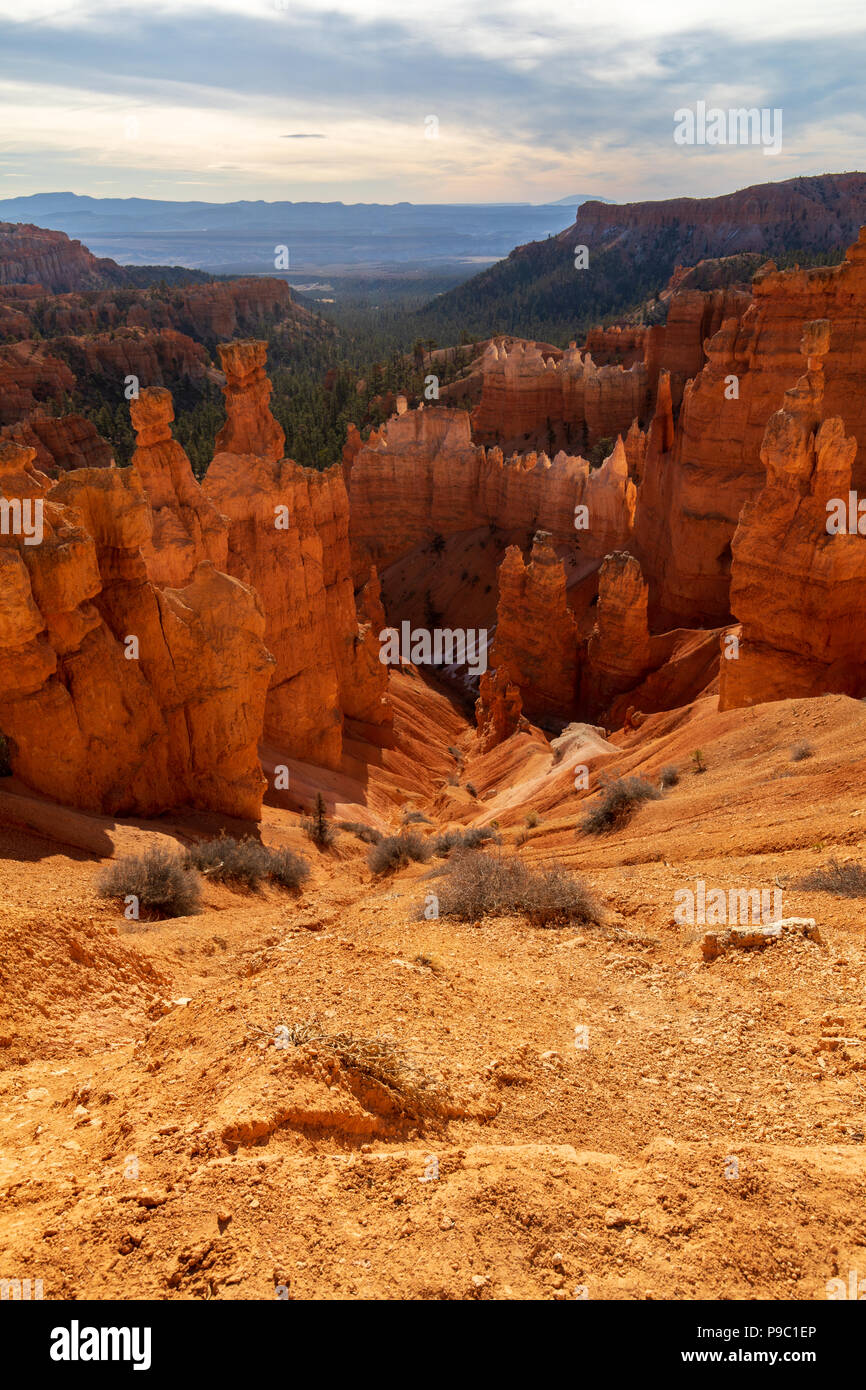 Hoodoos Lit by the Setting Sun Along the Navajo Trail in Bryce Canyon National Park, Utah, USA Stock Photo