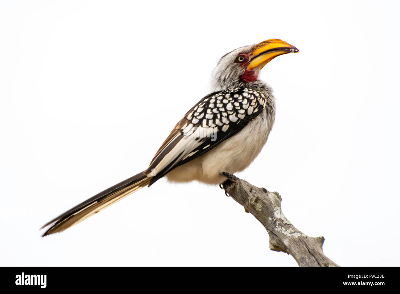 Southern Yellow-Billed Horn-bill Stock Photo