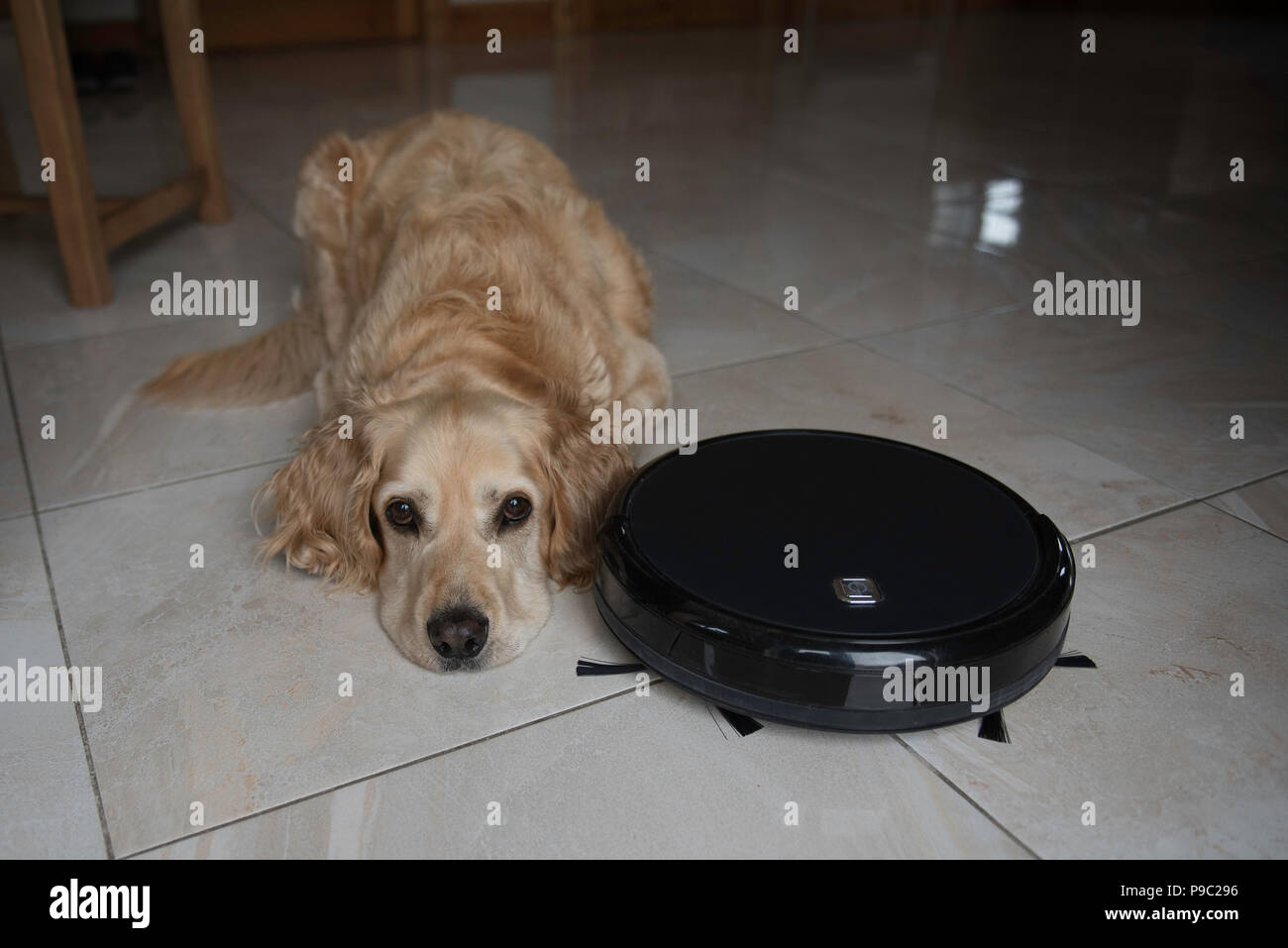 A Robot Cleaner that keeps animal fur at bay.No more sweeping,let the robot do the job for you. Stock Photo