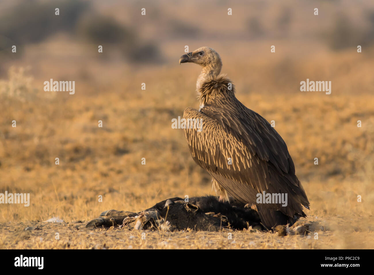 Eurasian Griffon Vulture Stock Photo - Alamy
