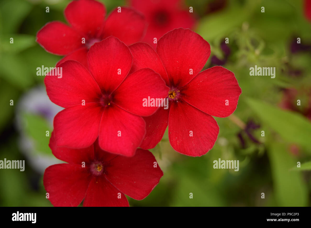 Red Phlox Flowers On Background Of Green Foliage Stock Photo