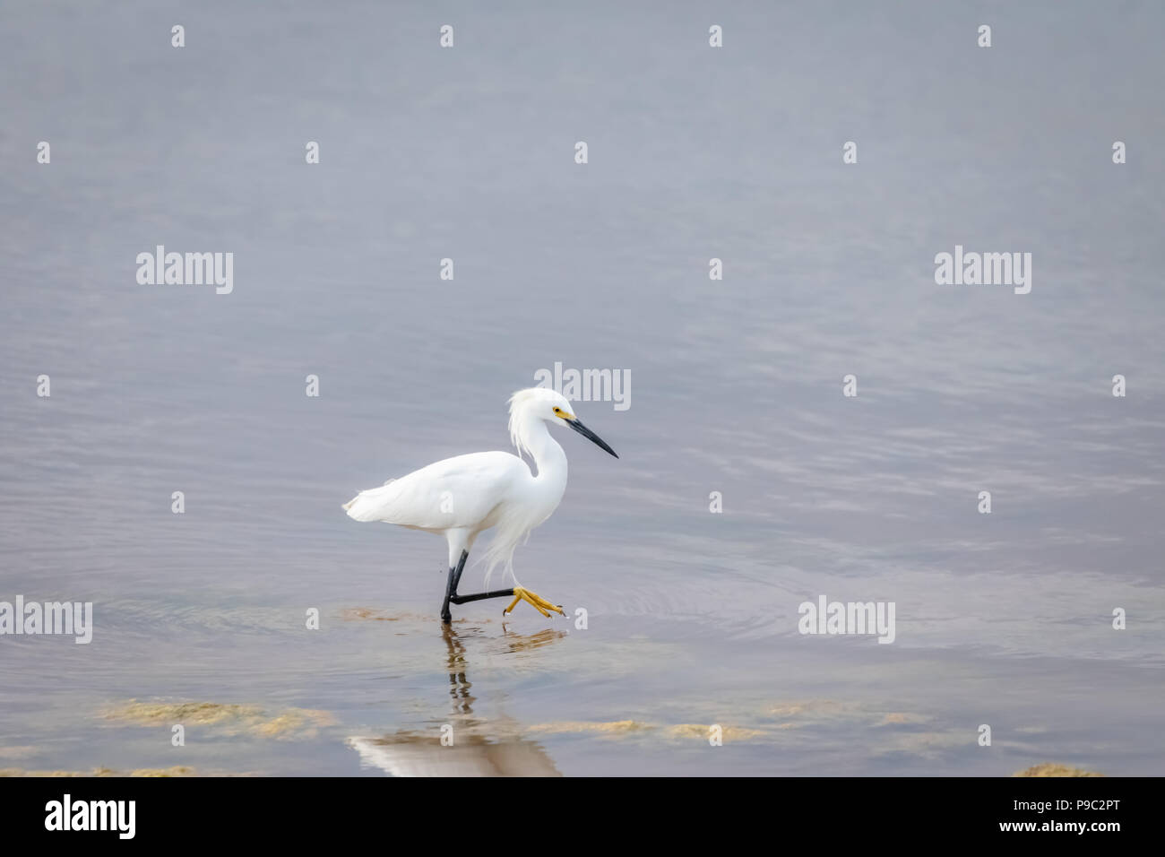Snowy Egret (Egretta thula) wading near a lake shor Stock Photo