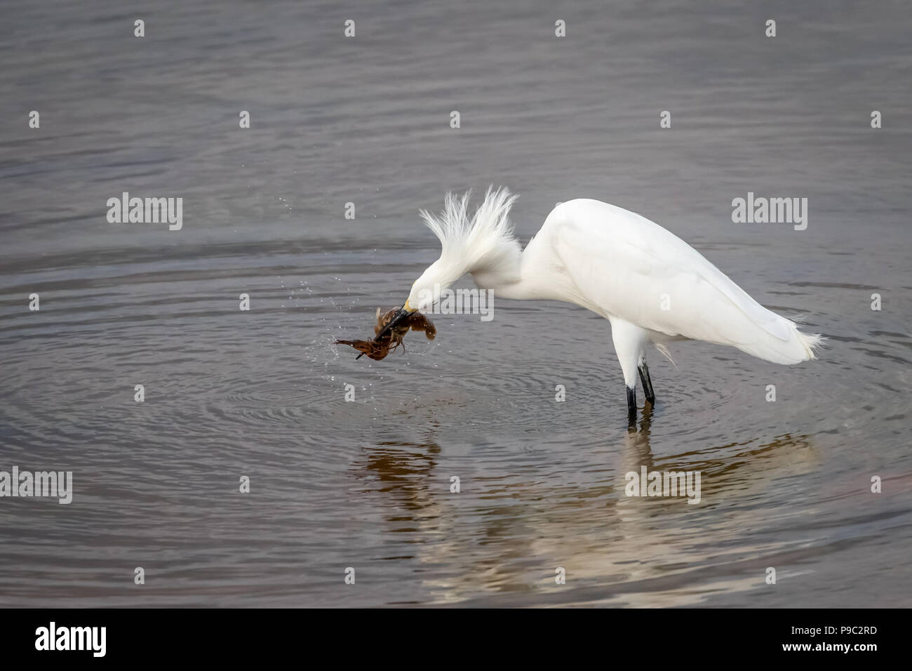 Snowy Egret (Egretta thula) wading near a lake shor Stock Photo