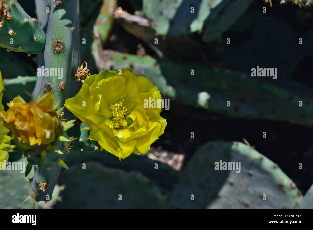 Prickly Pear Cactus Stock Photo - Alamy