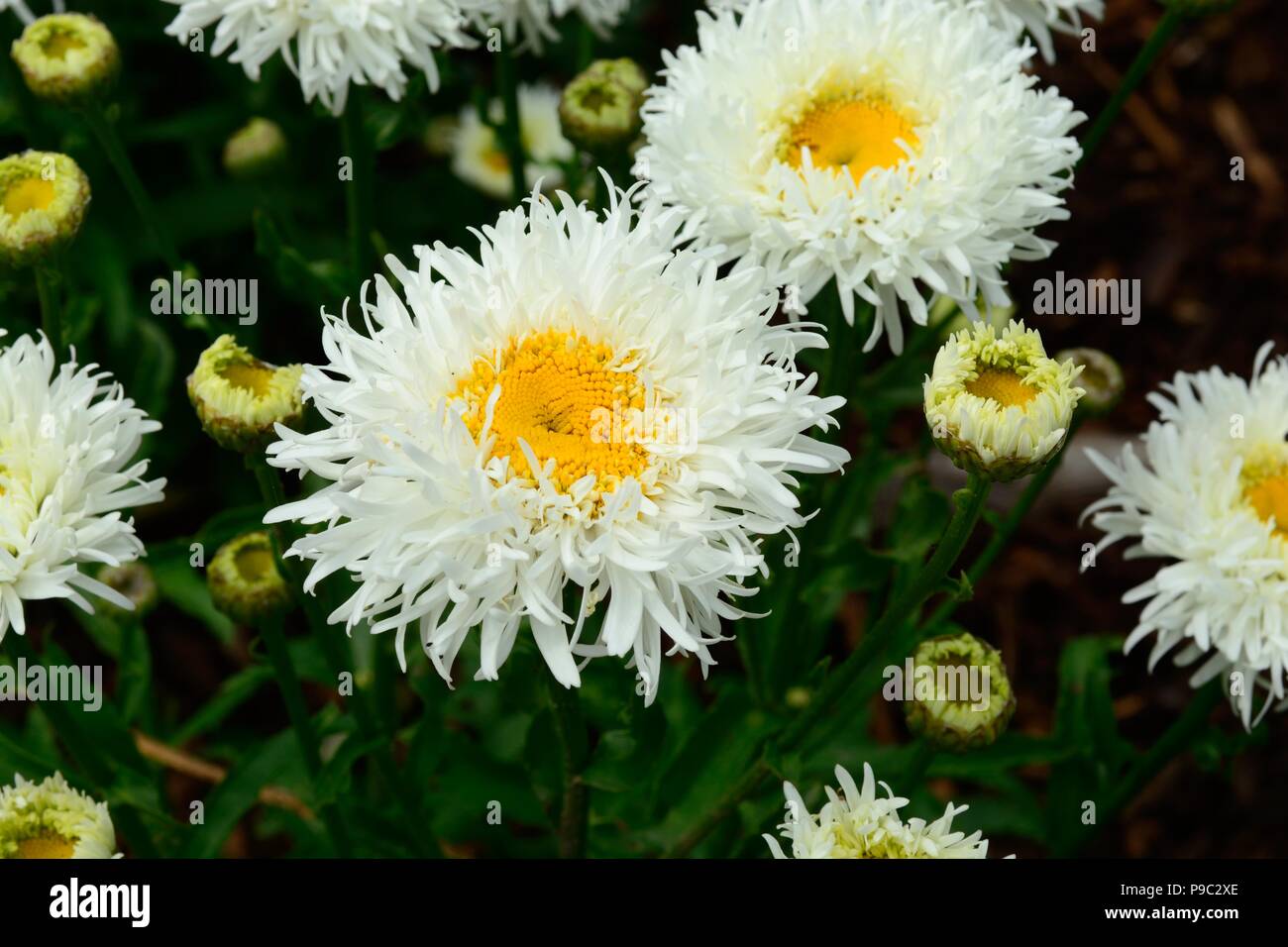 Leucanthemum superbum Engelina  Marguerite Engelina Chrysanthemum maximum Engelina Shasta Daisy flowers Stock Photo