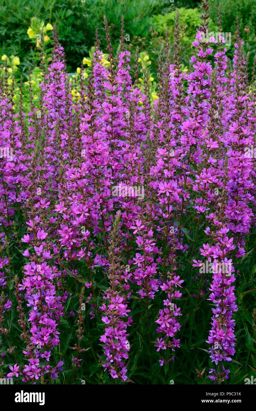 Lythrum virgatum Dropmoe Purple loosestrife  flowers Stock Photo