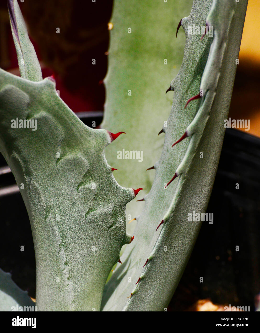 Colonel Dick Cole WWII Pilot Stock Photo Alamy