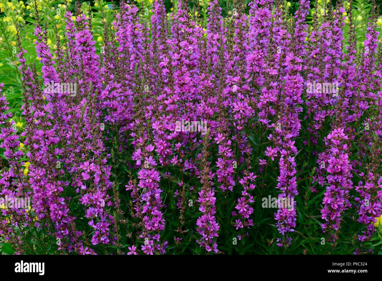 Lythrum virgatum Dropmoe Purple loosestrife  flowers Stock Photo