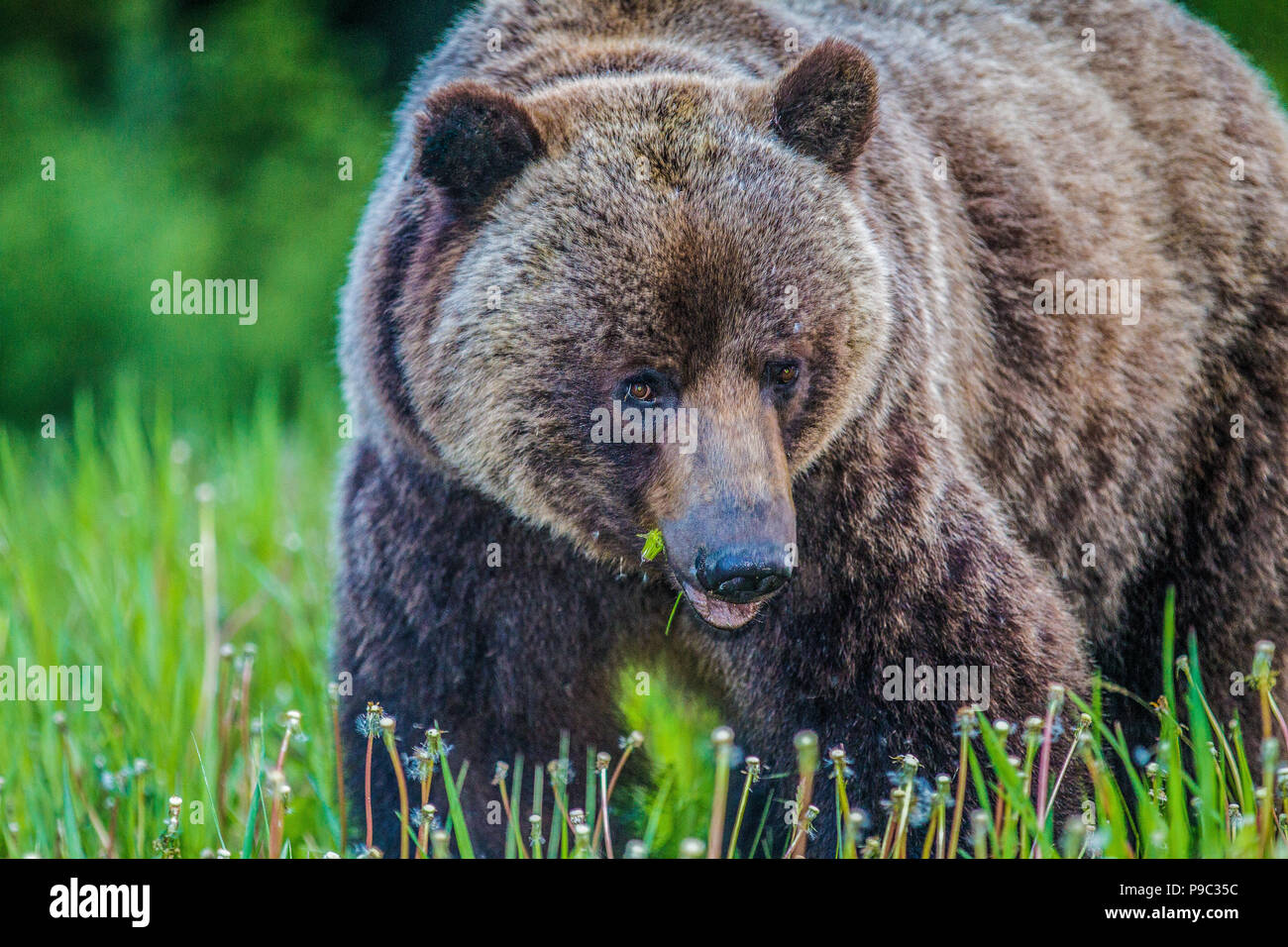 Brown bear eating berries hi-res stock photography and images - Alamy Brown bear eating berries hi-res stock photography and images - Alamy