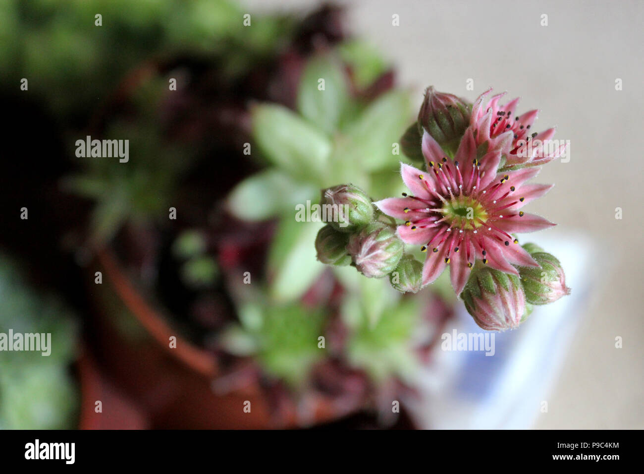Sempervivum succulent flower Stock Photo