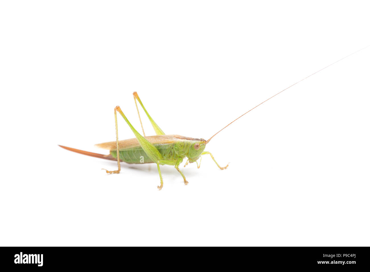 Grasshopper on the Ladder Barrel