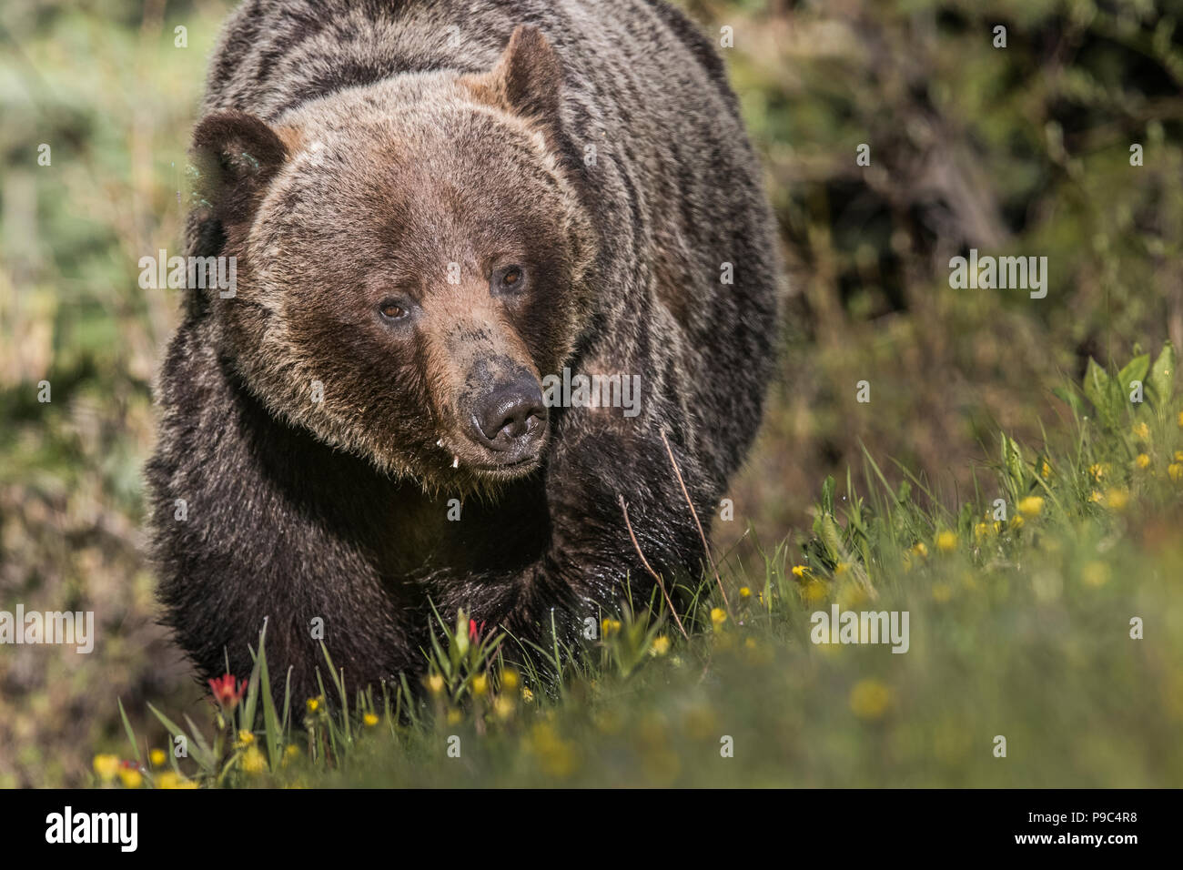 Grizzly Bear Female (Ursus arctos horribilis) Head on, eye level, shot of female grizzly, in dandelion field. Stock Photo