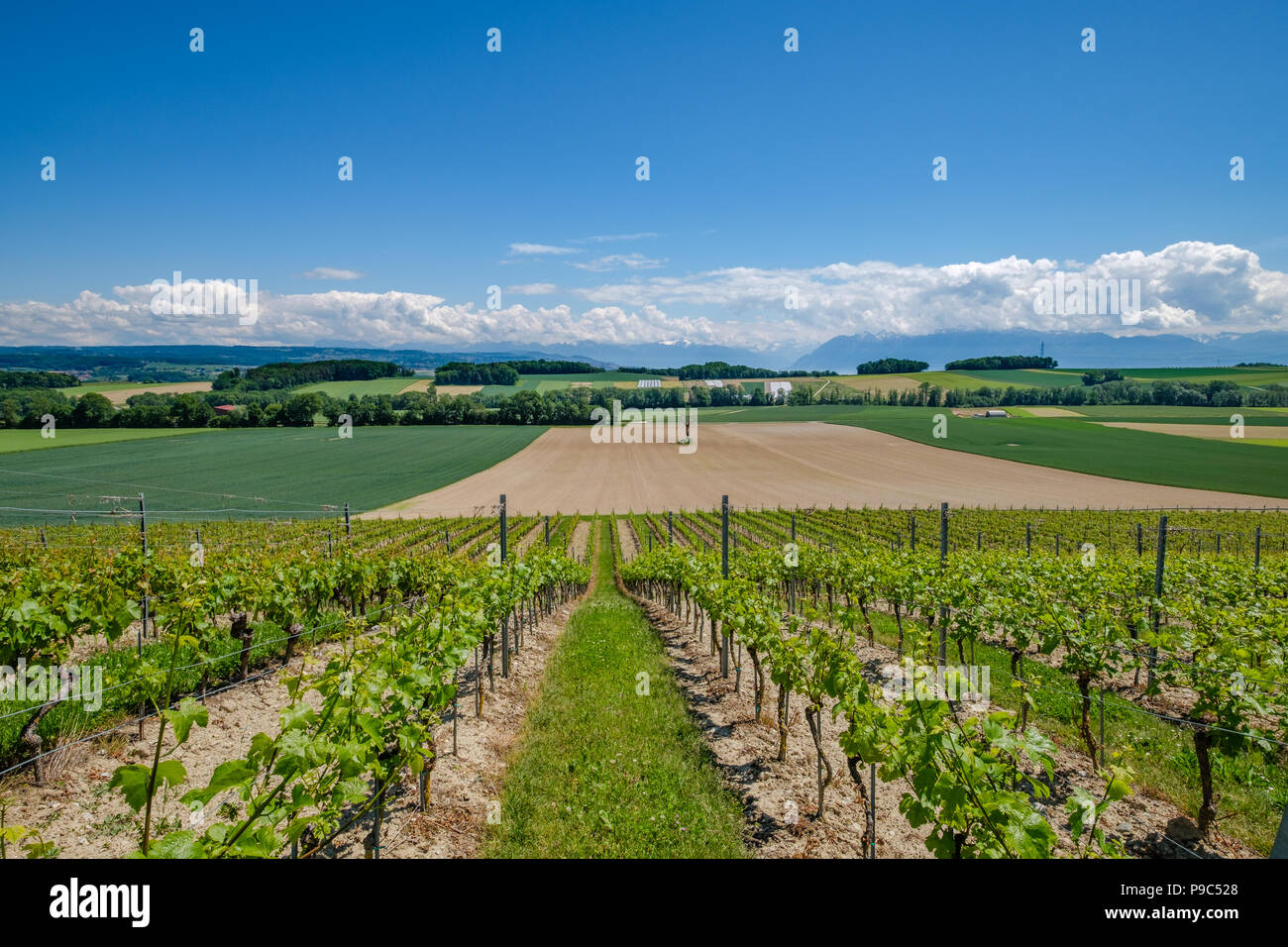Swiss vineyards with a view on the alps Stock Photo