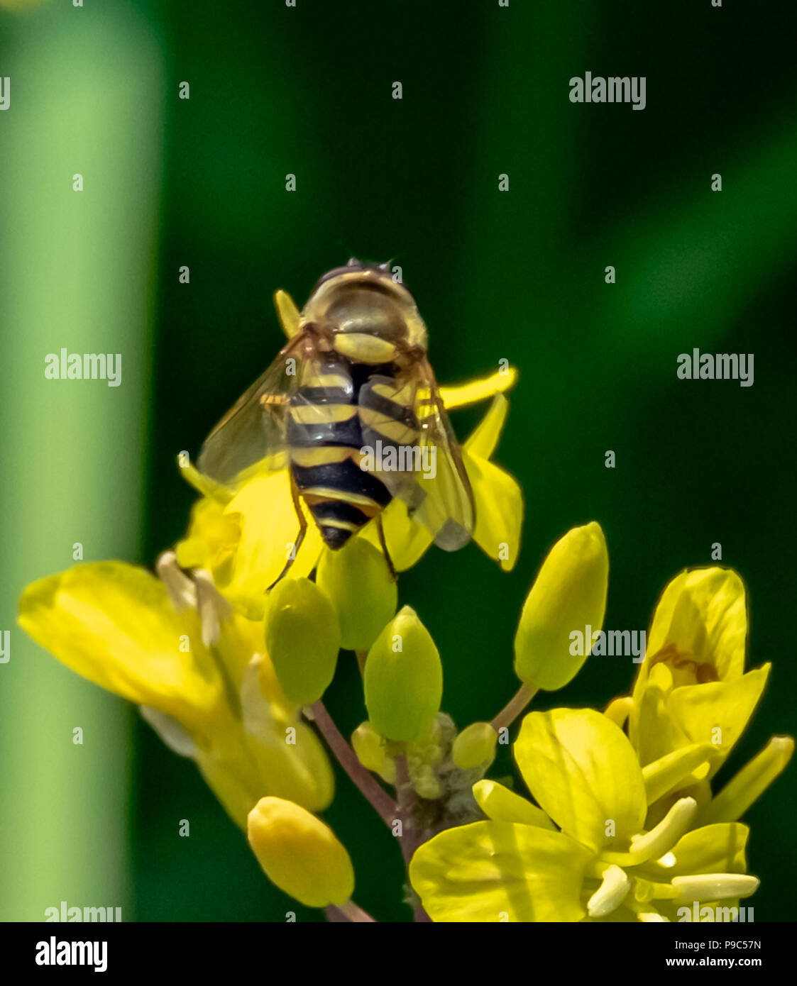 close up pollinators insect Stock Photo - Alamy