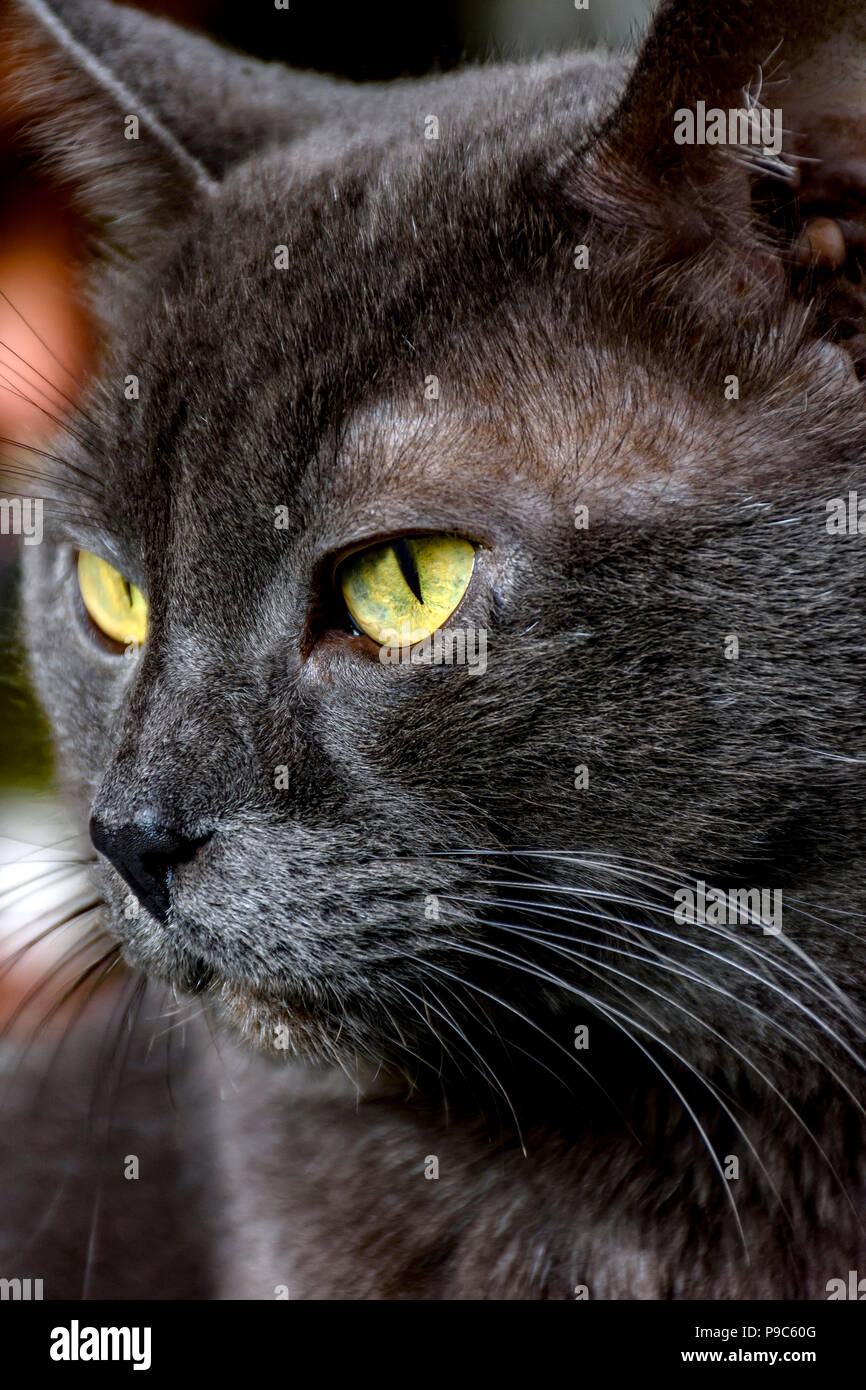 Closeup of dark gray cat and yellow eyes Stock Photo