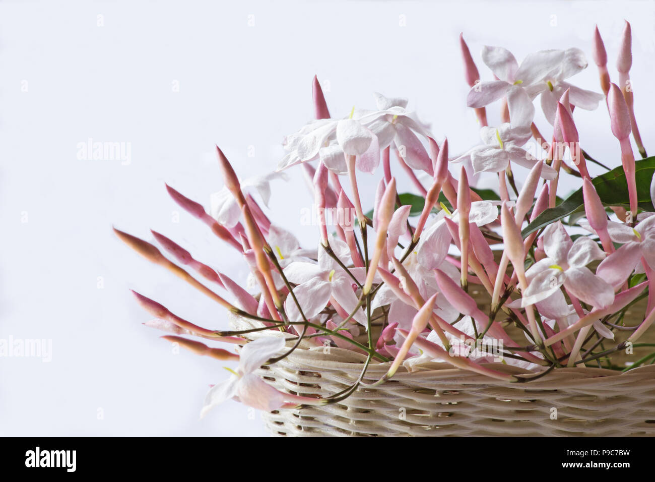 White jasmine flowers in a basket Stock Photo Alamy