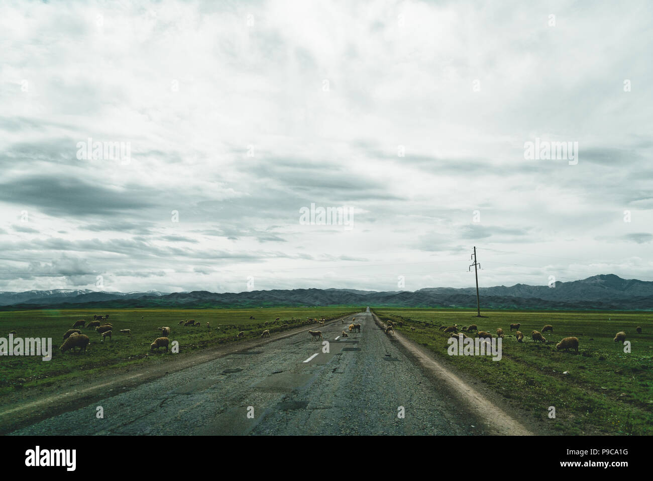 Highway street empty with green Kazakhstan Steppe view Stock Photo