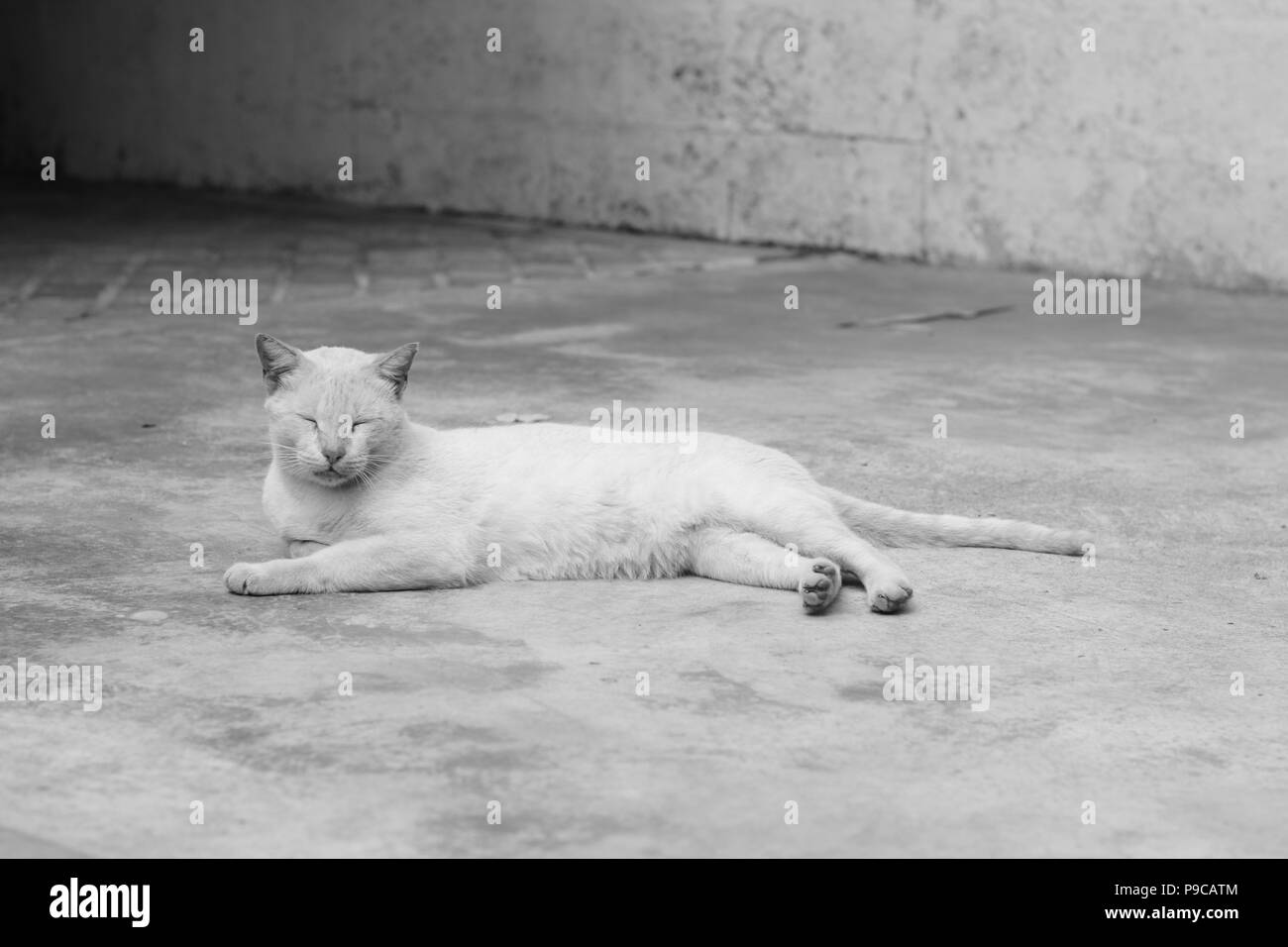 Cat sleeping on the floor in Black and White Stock Photo - Alamy