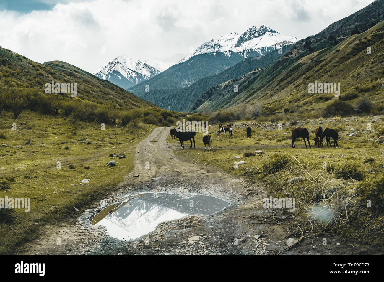 Tianshan Steppe Street in steppe with Tian Shan mountains in background, Kazakhstan ...