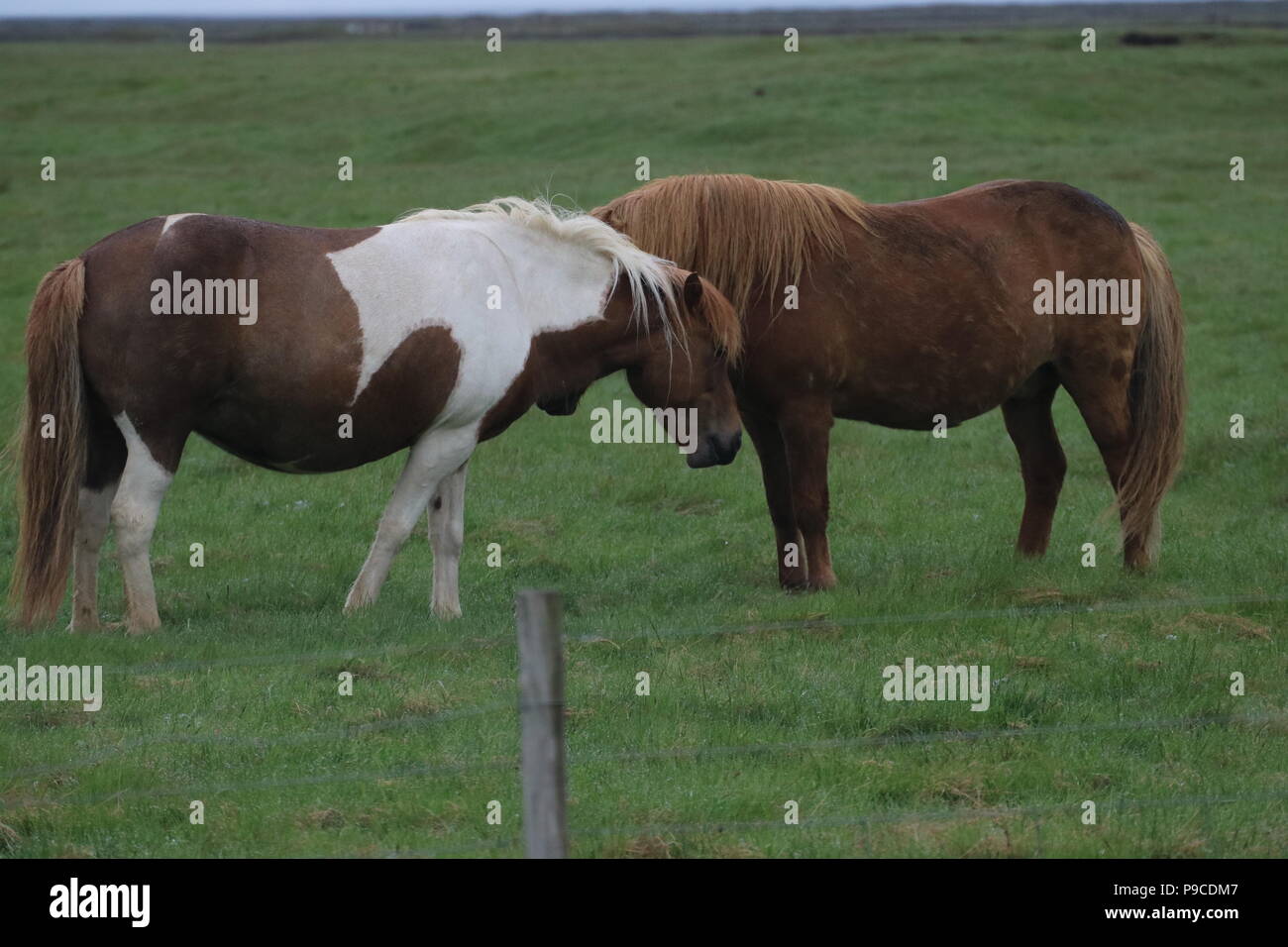 Iceland - Icelandic Horses Stock Photo