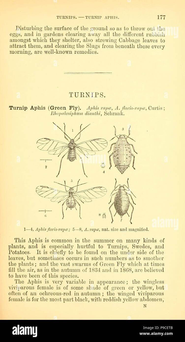 A manual of injurious insects with methods of prevention and remedy for their attacks to food crops, forest trees, and fruit (Page 177) . Stock Photo