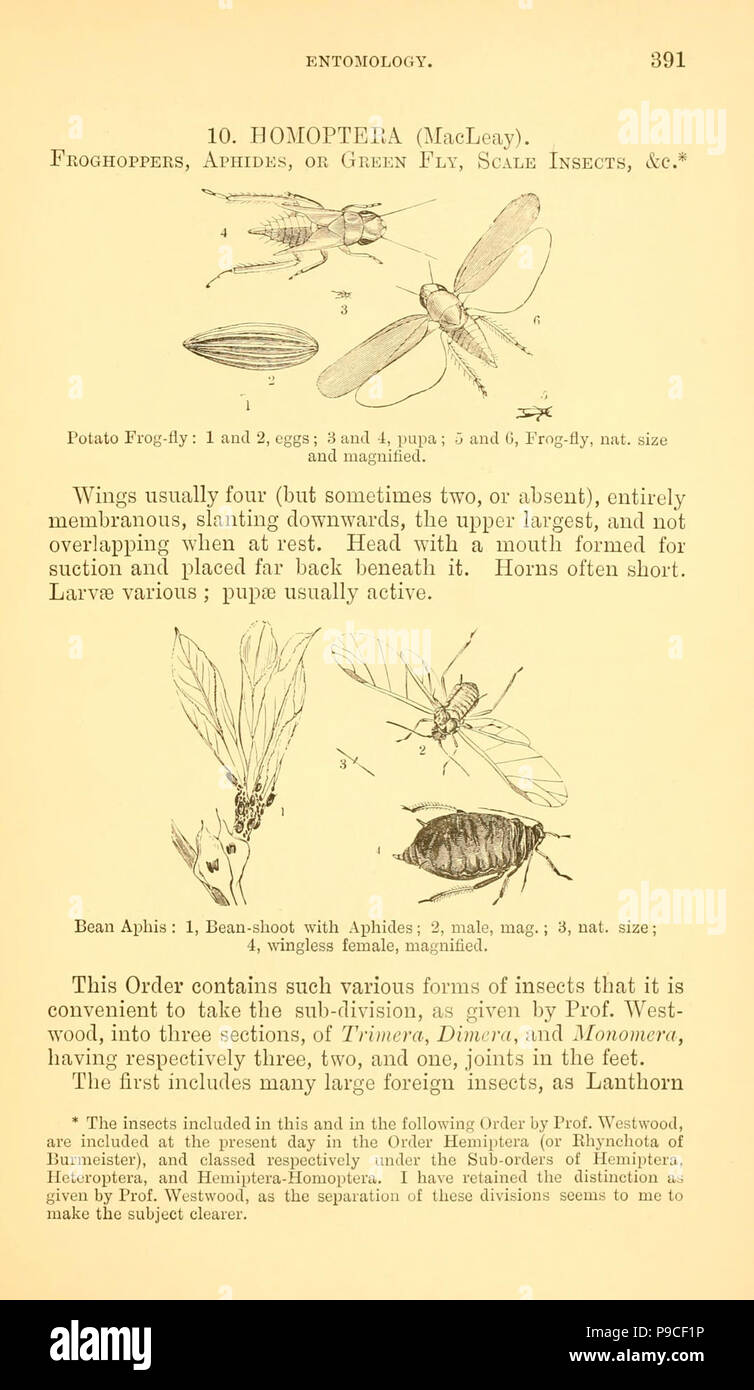 A manual of injurious insects with methods of prevention and remedy for their attacks to food crops, forest trees, and fruit (Page 391) . Stock Photo