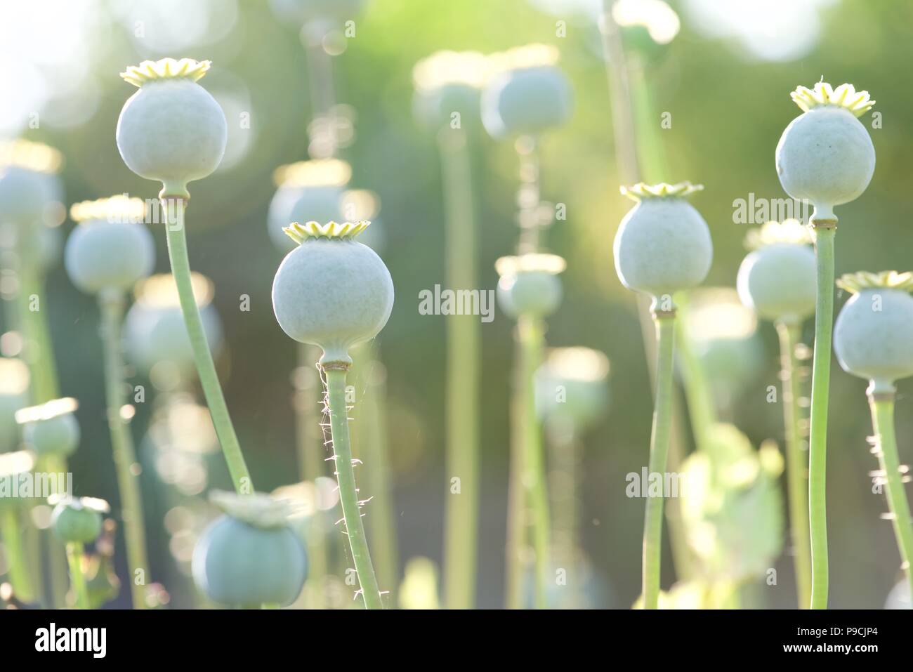 Lavender And Poppies High Resolution Stock Photography and Images - Alamy