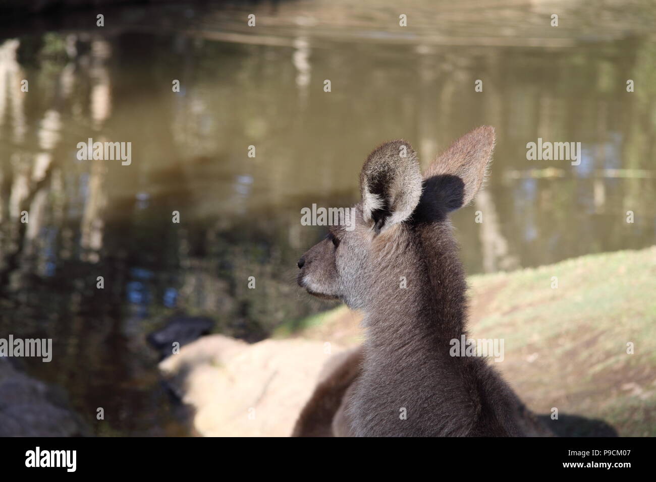 Eastern Grey Kangaroo Joey (Macropus Giganteus) Stock Photo