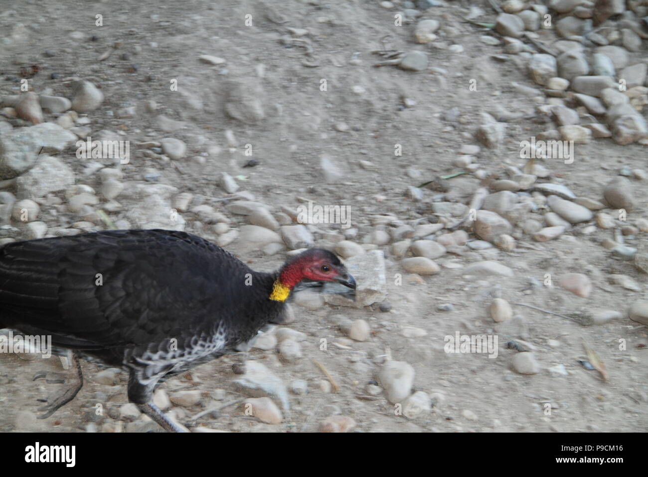 Female Brush Turkey Running (Alectura Lathami) Stock Photo