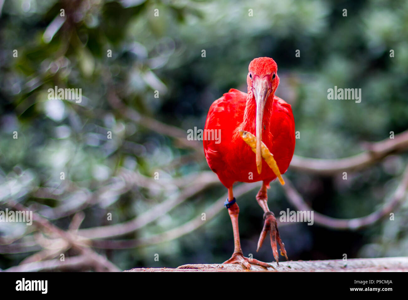 Beautiful red bird called Scarlet Ibis holds its food, a small yellow fish in its beak, looking at the camera, selective focus on eyes Stock Photo