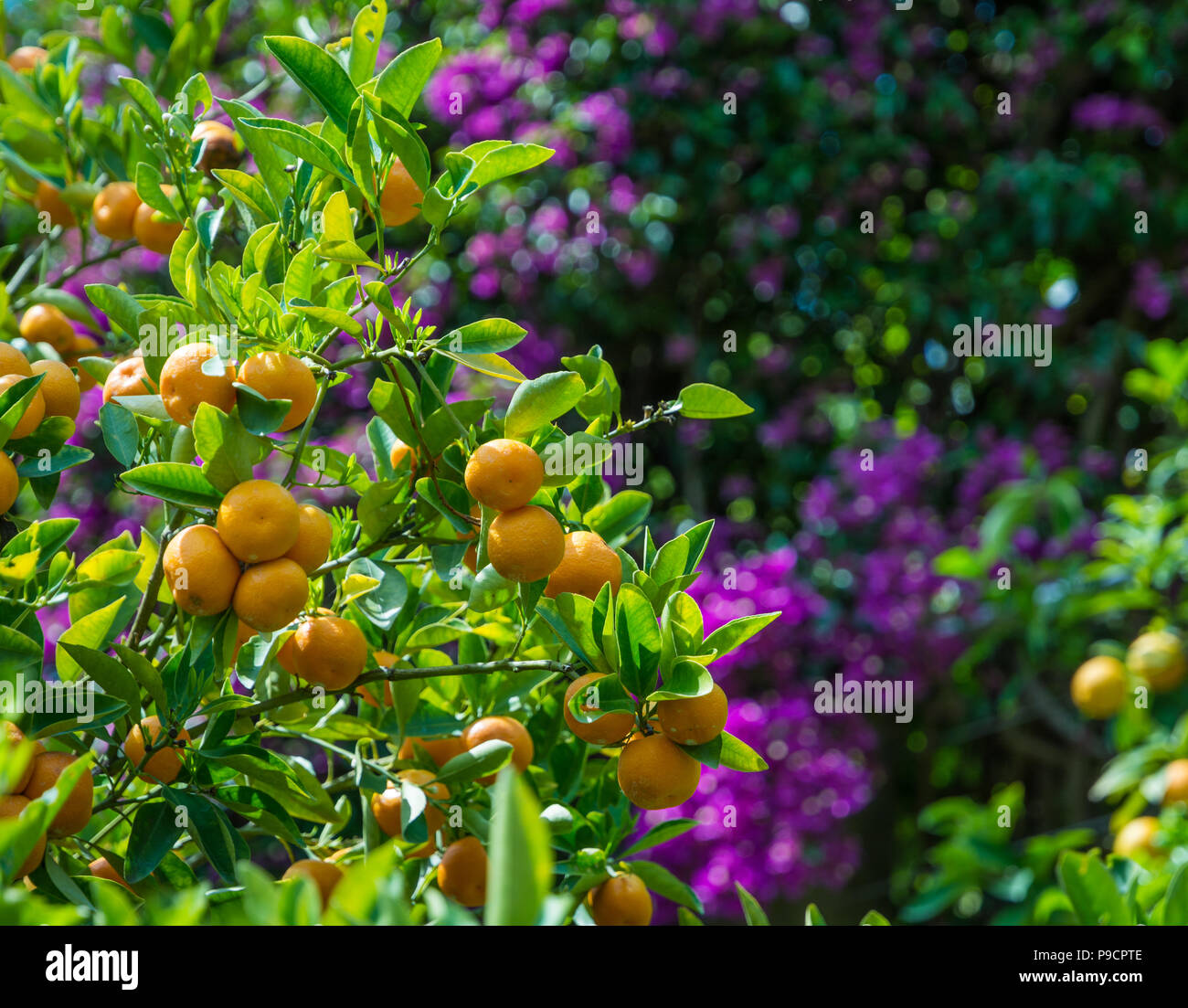Mandarin orange tree (citrus reticulata) and the blurred background Stock Photo