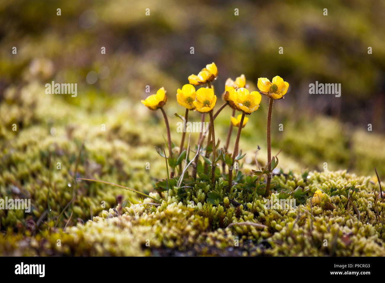 Yellow flowers on arctic tundra hi-res stock photography and images - Alamy