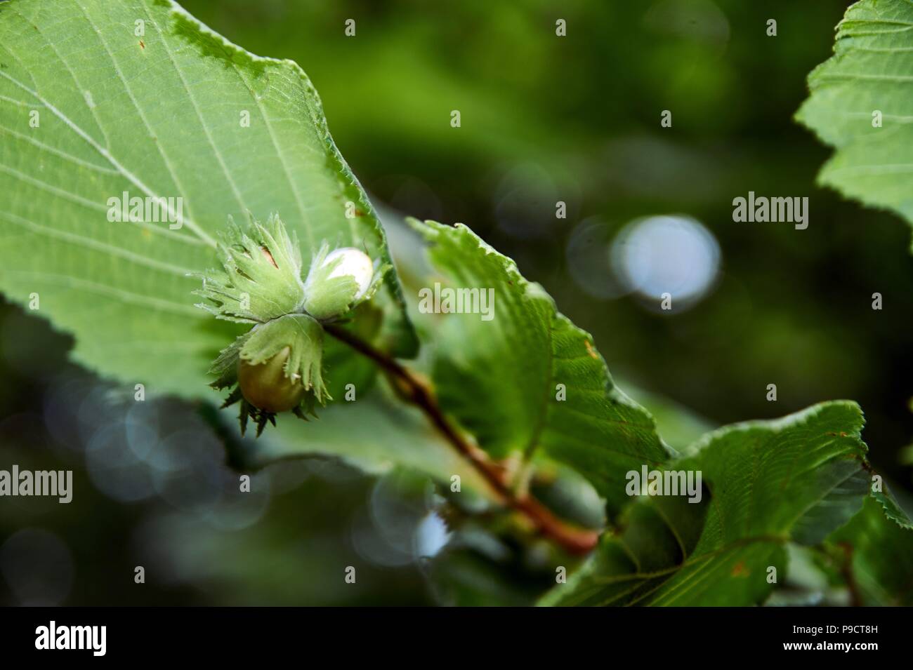 Fresh green hazelnuts are growing on the tree Corylus avellana Stock