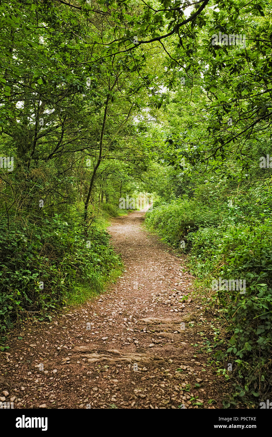 Woodland path through the enchanted forest at Broceliande forest, Ille et Vilaine, Brittany, France, Europe Stock Photo