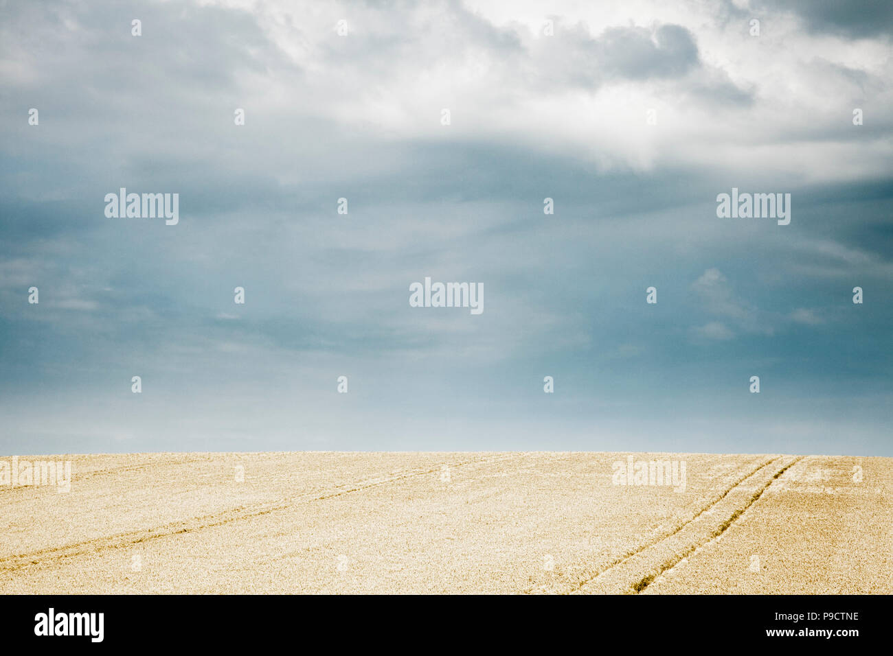 Wheat field under a stormy sky Stock Photo