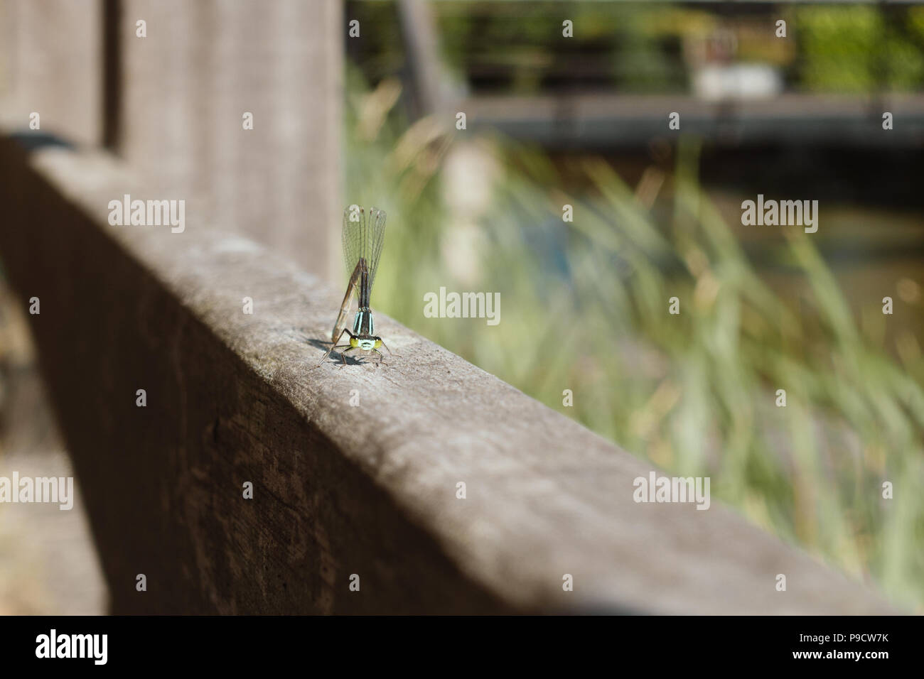 dragonfly sitting and posing on wooden fence in garden,  macro Stock Photo