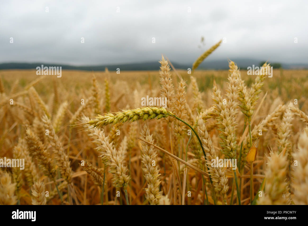 Yellow, golden wheat field with green straw closeup against cloudy sky, Stock Photo