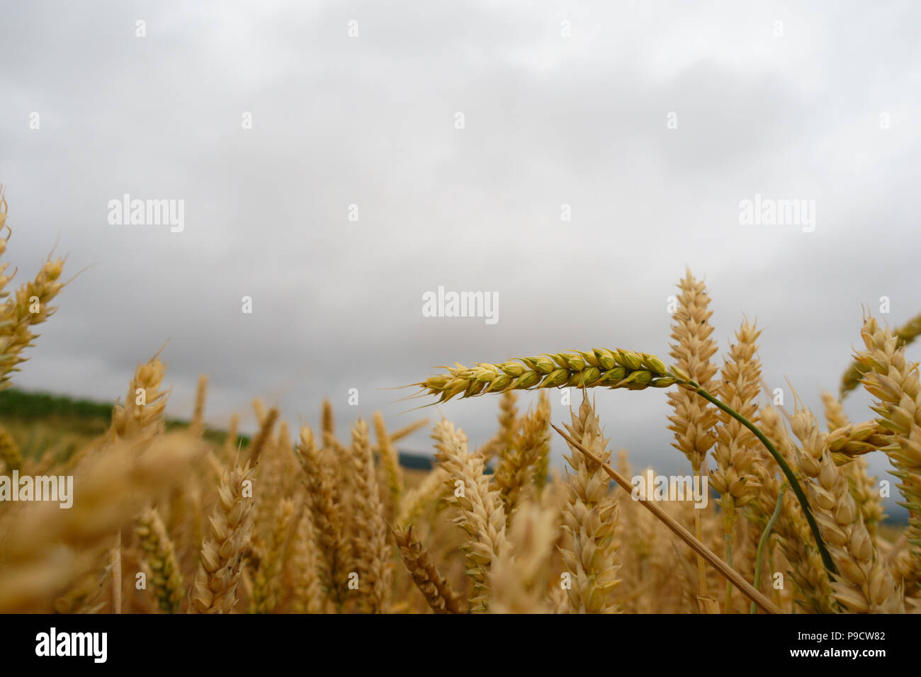 Yellow, golden wheat field with green straw closeup against cloudy sky, Stock Photo