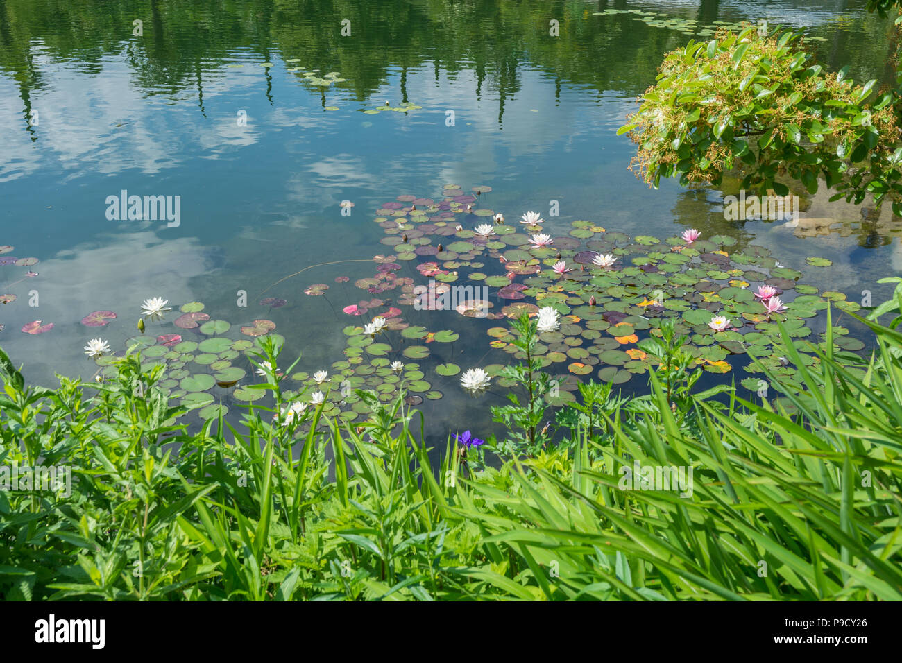 Characteristic lake covered with fuchsia and white water lilies in Trentino Alto Adige, italy Stock Photo